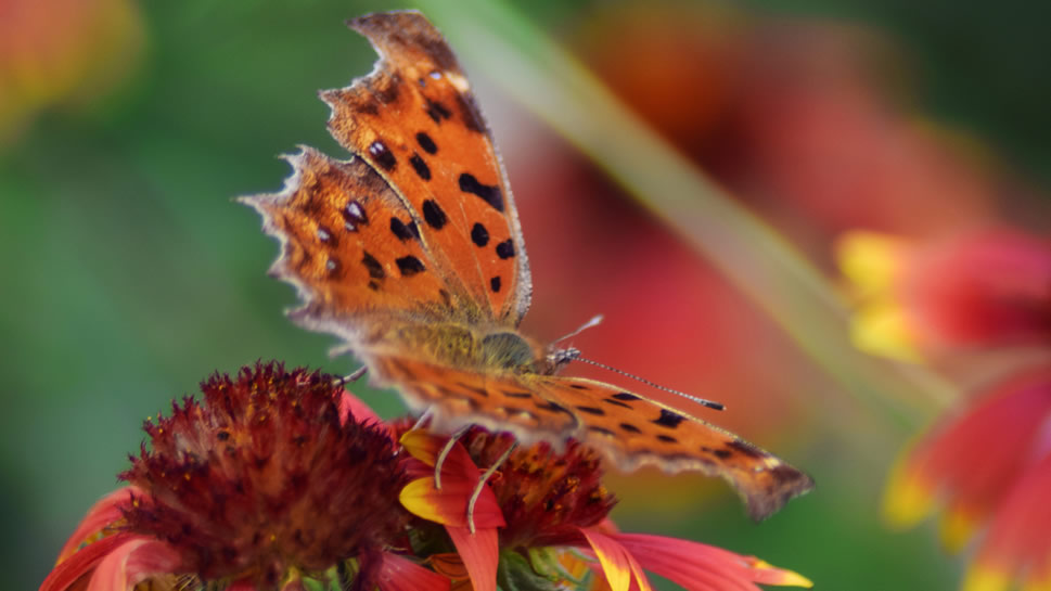 点击大图看下一张：一组美丽的斑点木蝶图片欣赏