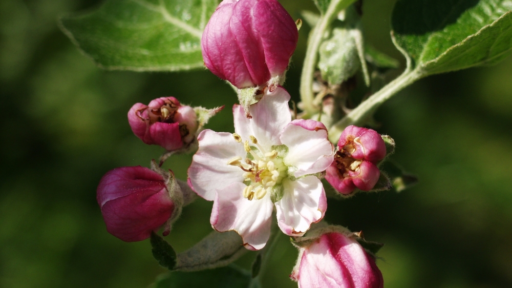 点击大图看下一张：一组清新淡雅带点小粉的苹果花图片欣赏