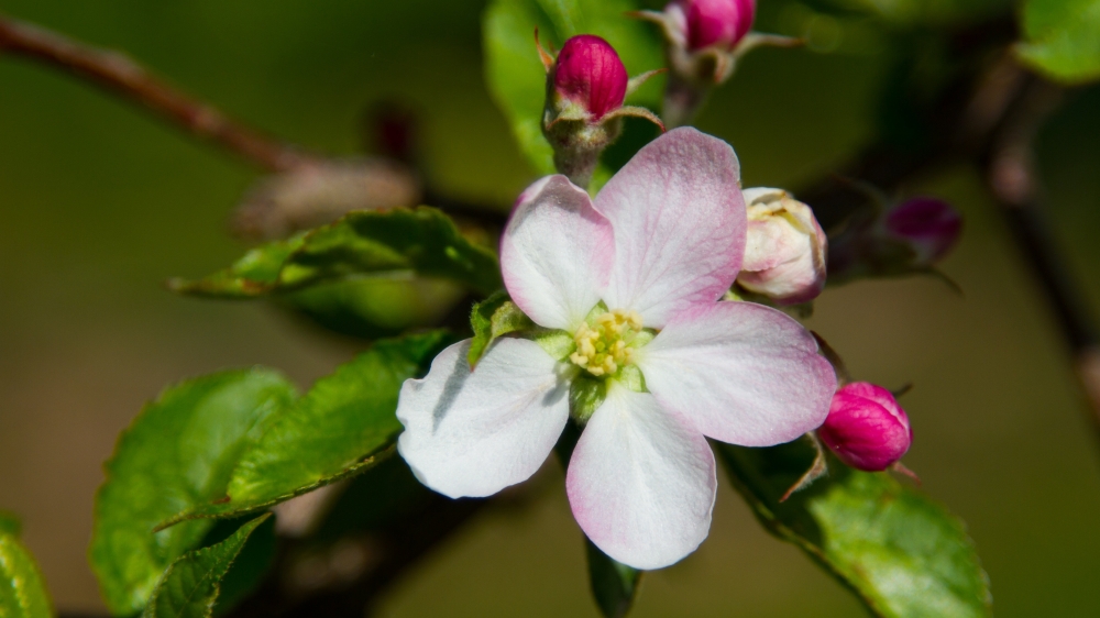 点击大图看下一张：一组清新淡雅带点小粉的苹果花图片欣赏