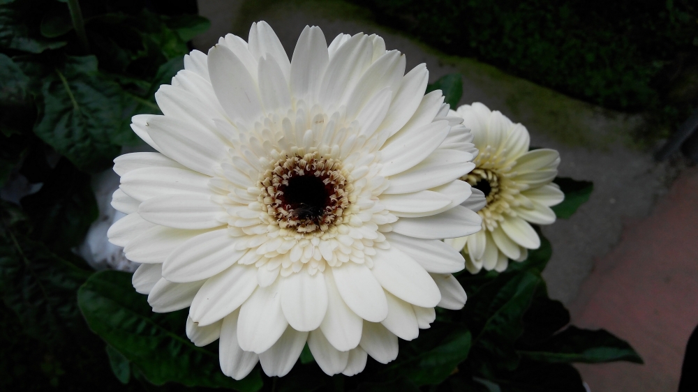点击大图看下一张：一组简单唯美的白色的非洲菊高清图片