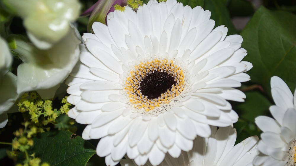 点击大图看下一张：一组简单唯美的白色的非洲菊高清图片