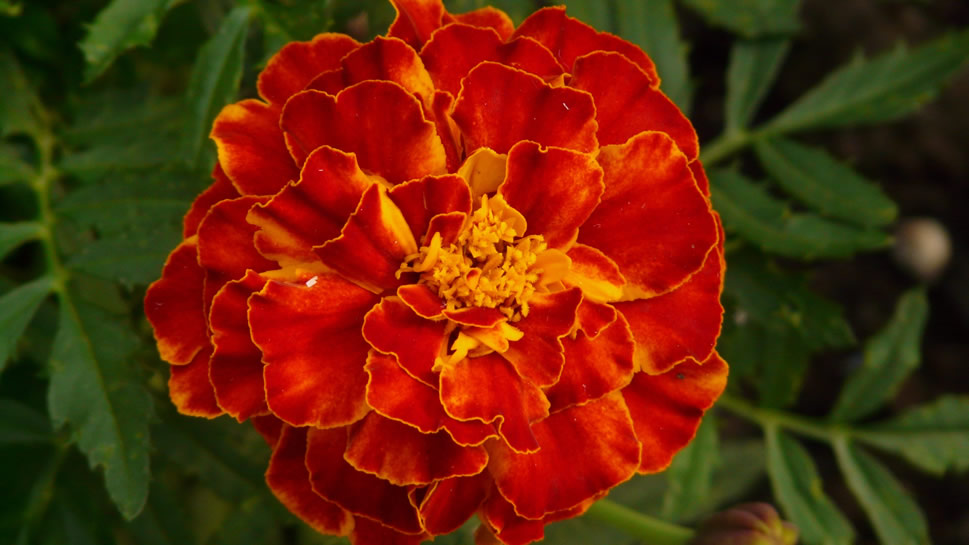 点击大图看下一张：万寿菊开花时,半球形的花朵金灿灿、黄橙橙的