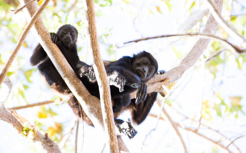 点击大图看下一张：大眼睛可爱的小猴子爬树图片欣赏