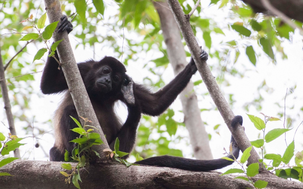 点击大图看下一张：大眼睛可爱的小猴子爬树图片欣赏