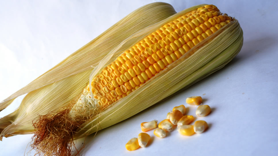 点击大图看下一张：玉米粒颗颗饱满 就像黄宝石一样晶莹剔透