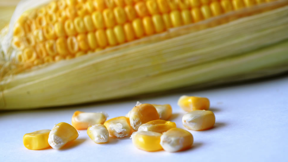 点击大图看下一张：玉米粒颗颗饱满 就像黄宝石一样晶莹剔透