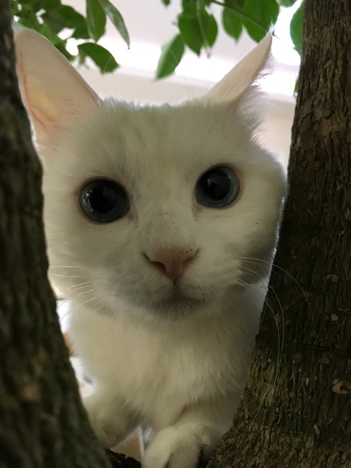 点击大图看下一张：在树上蓝色大眼睛的小猫猫图片欣赏