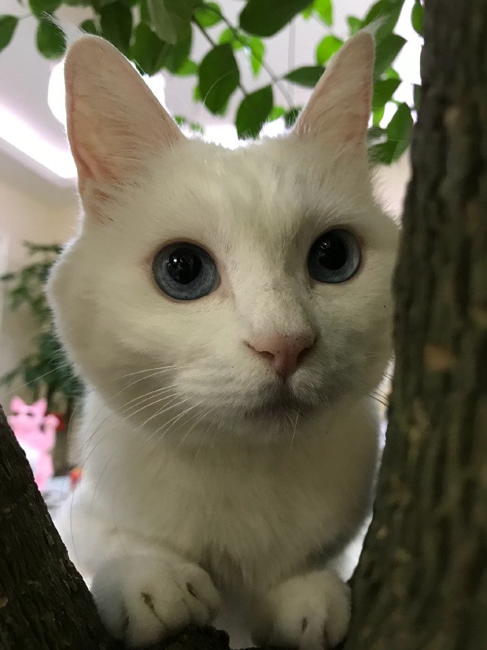 点击大图看下一张：在树上蓝色大眼睛的小猫猫图片欣赏
