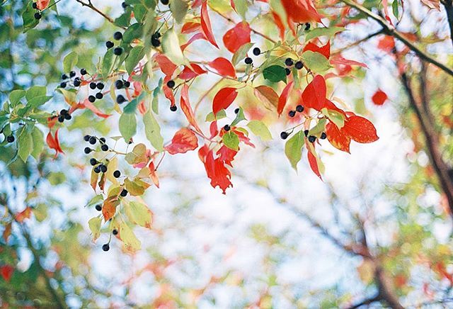 点击大图看下一张：一组阳光照耀下唯美的树叶图片欣赏