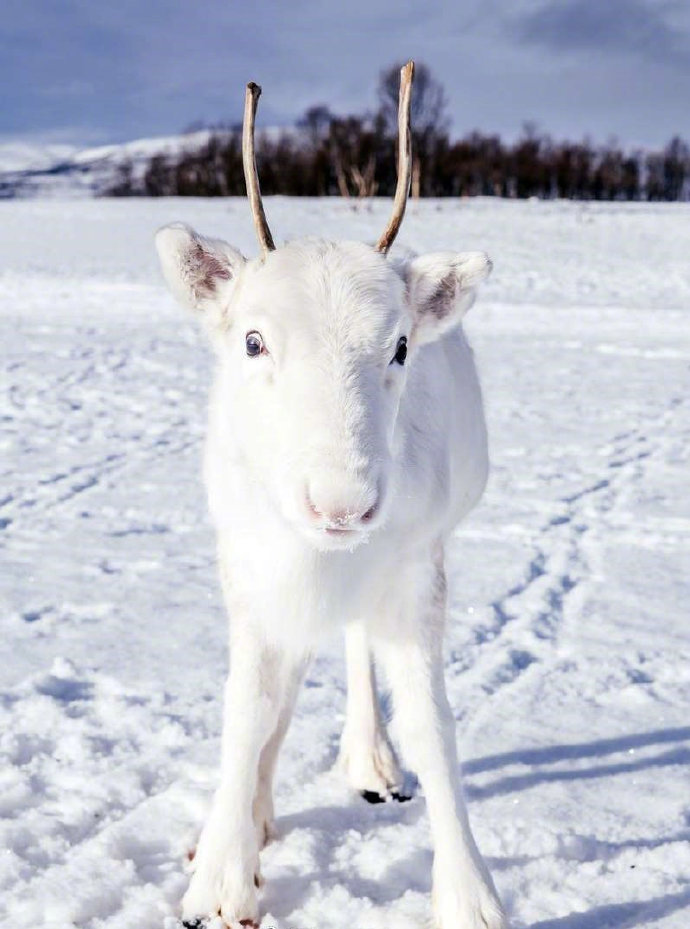 点击大图看下一张：跟地上雪一样白的白色驯鹿图片