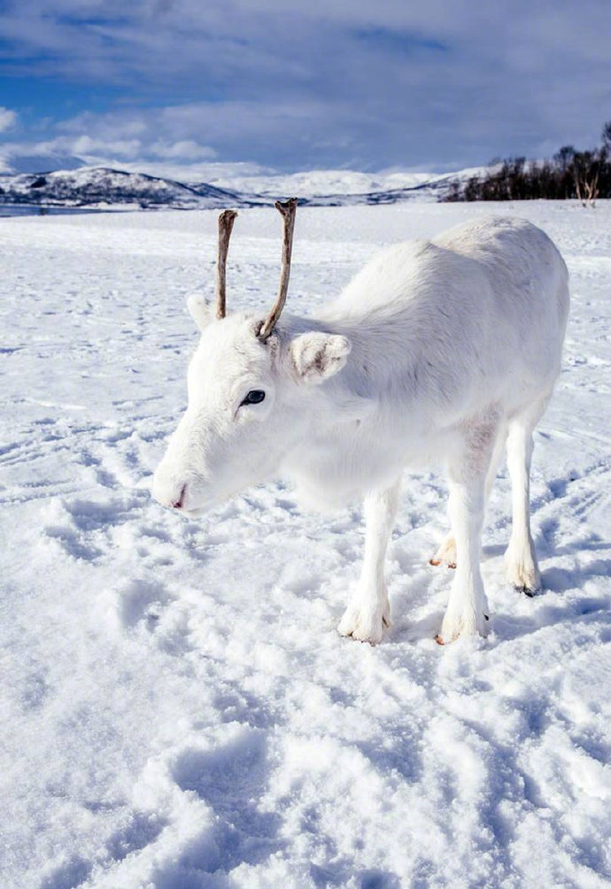 点击大图看下一张：跟地上雪一样白的白色驯鹿图片