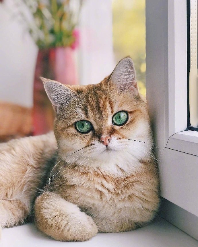 点击大图看下一张：这只大猫咪的眼睛好漂亮图片欣赏
