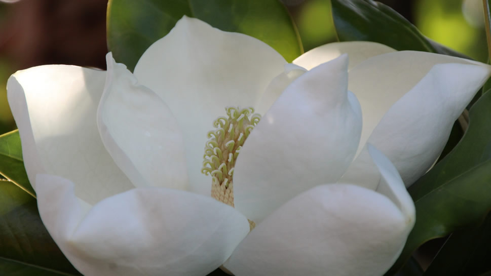 点击大图看下一张：一组白白嫩嫩观赏花广玉兰图片欣赏