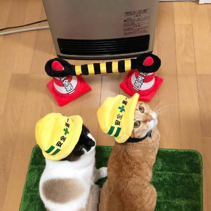 点击大图看下一张：两只带安全帽超可爱的小猫图片欣赏
