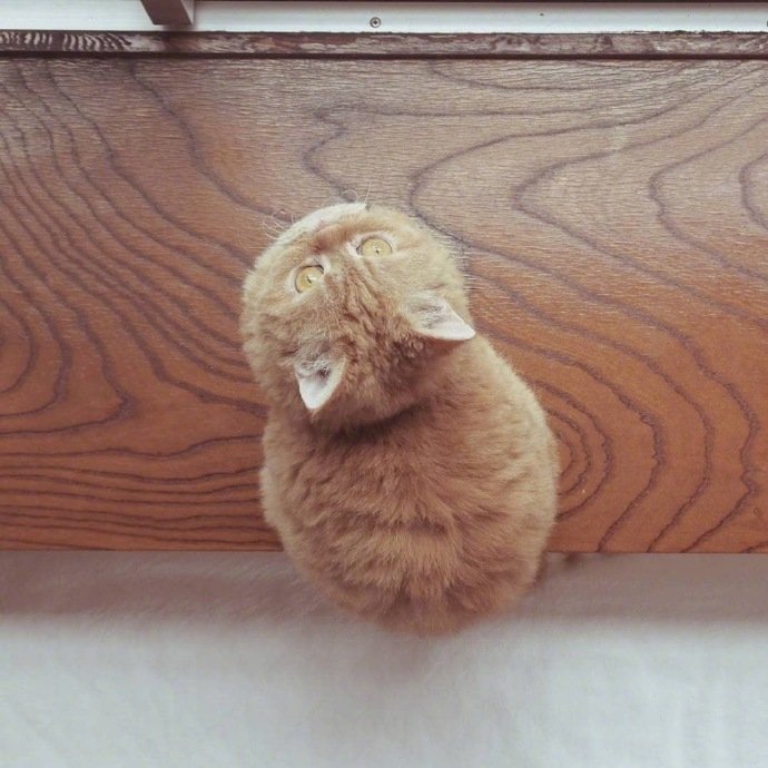点击大图看下一张：小猫猫的香酥软糯，入口即化的大屁股