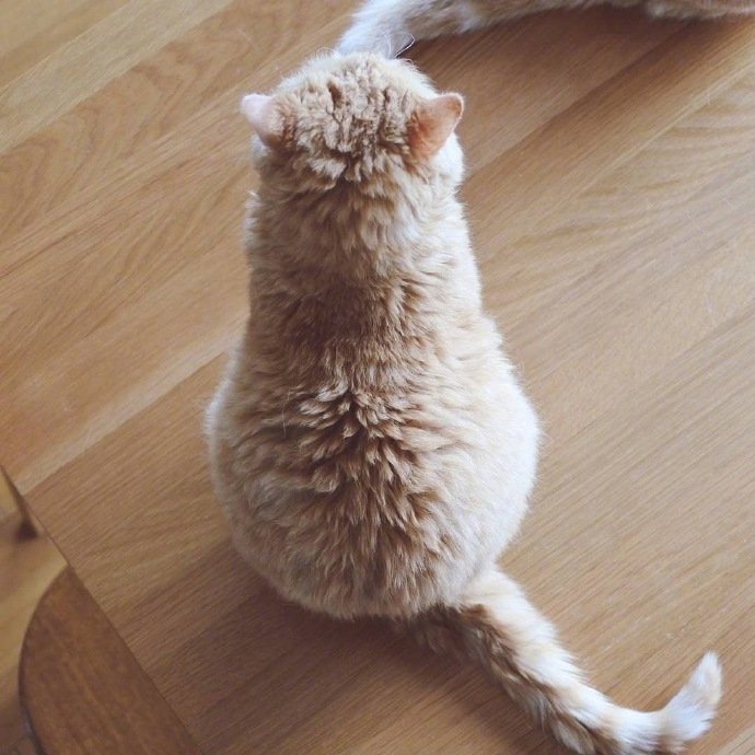 点击大图看下一张：小猫猫的香酥软糯，入口即化的大屁股