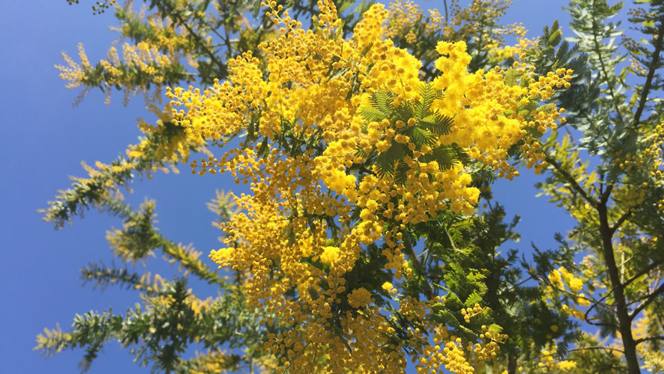点击大图看下一张：一组含羞草开出灿烂美丽的黄色花花图片
