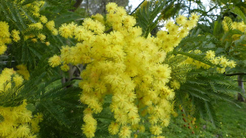 点击大图看下一张：一组含羞草开出灿烂美丽的黄色花花图片