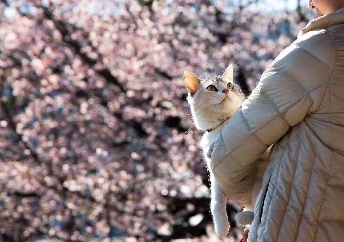 点击大图看下一张：一组樱花下的可爱小猫咪图片欣赏