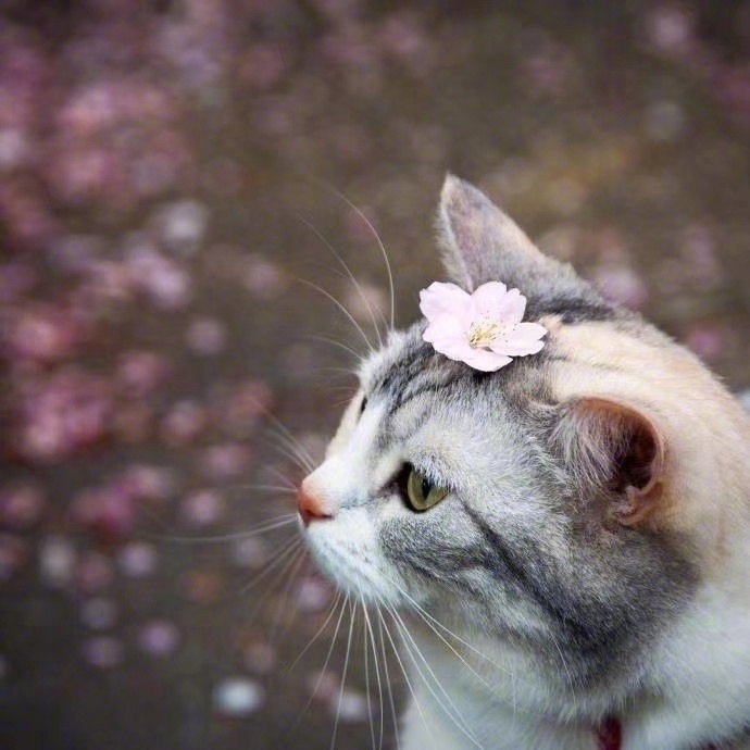 点击大图看下一张：一组樱花下的可爱小猫咪图片欣赏