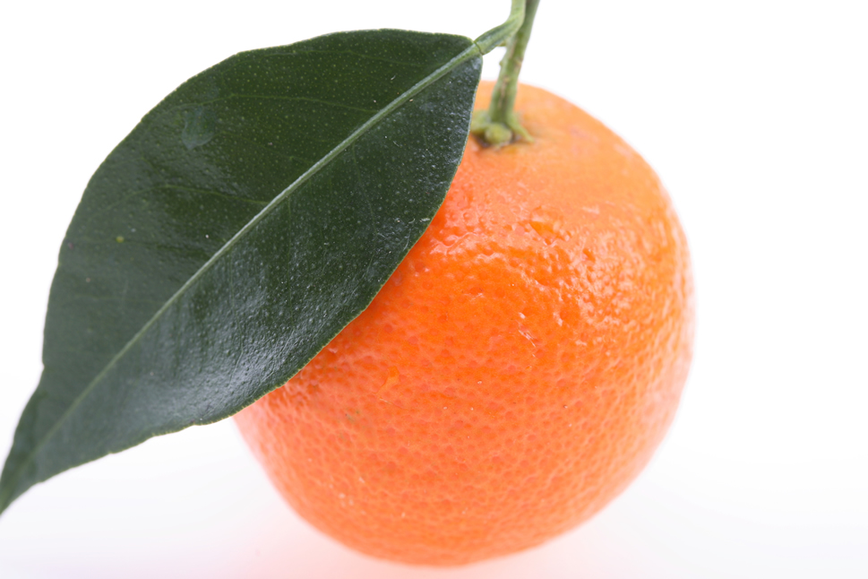 点击大图看下一张：成熟的橘子像小灯笼 也像调皮的乒乓球