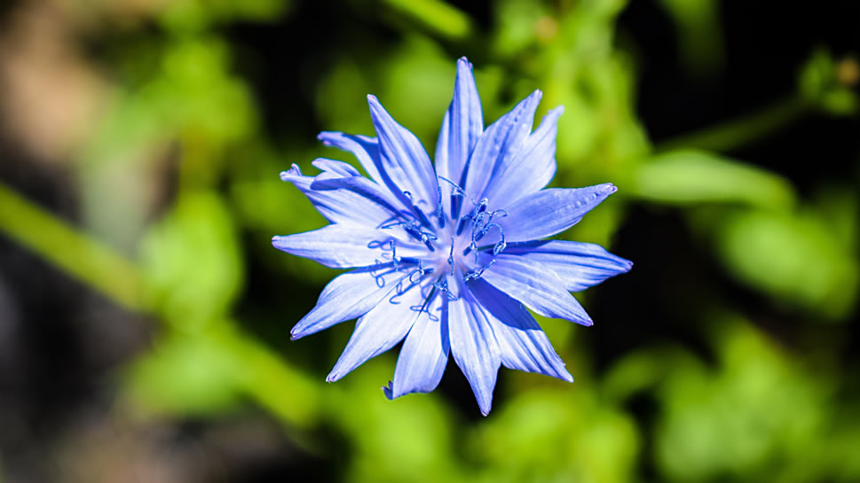 点击大图看下一张：矢车菊 ，象征幸福的矢车菊的故乡在欧洲