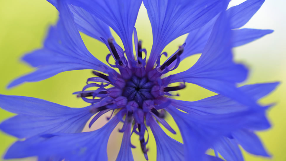 点击大图看下一张：矢车菊 ，象征幸福的矢车菊的故乡在欧洲