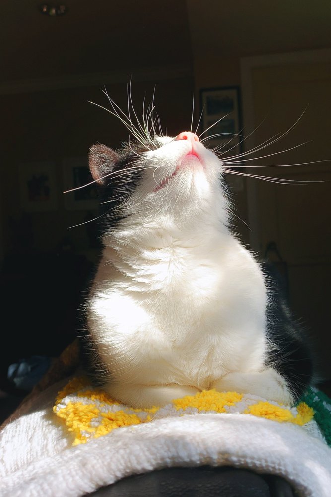 点击大图看下一张：晒太阳晒得暖呼呼软乎乎的小猫宝