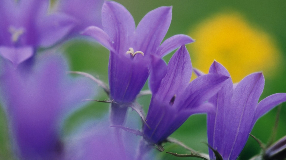 点击大图看下一张：一组好看的简单紫色野花图片欣赏