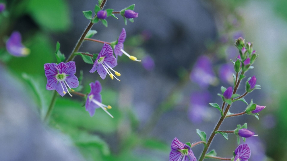 点击大图看下一张：一组好看的简单紫色野花图片欣赏