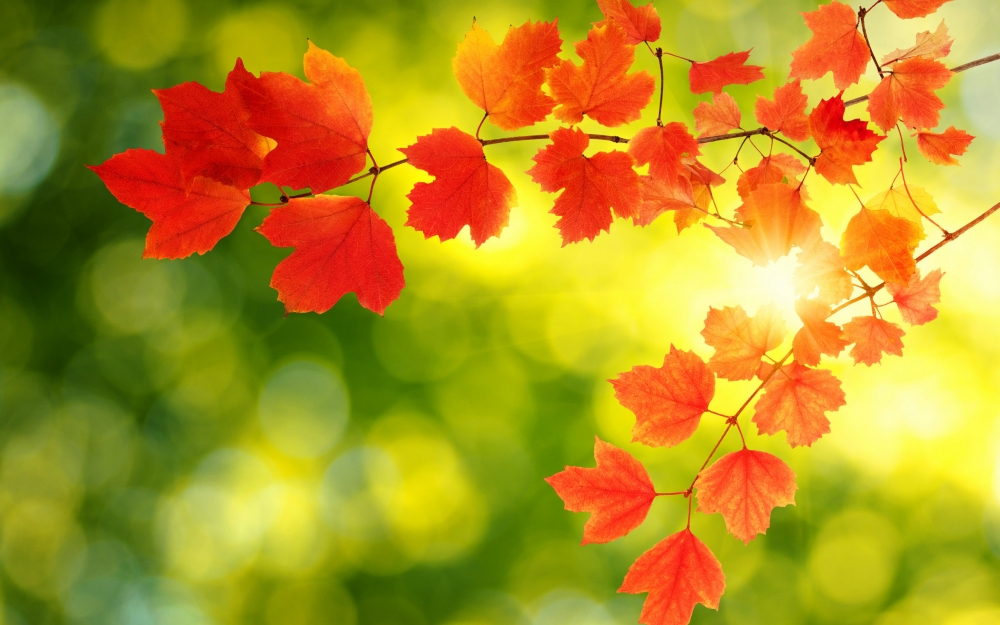 点击大图看下一张：秋天的枫叶好似燃烧着的火球，在阳光下闪闪发光，美丽极了