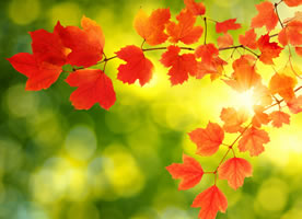 秋天的枫叶好似燃烧着的火球，在阳光下闪闪发光，美丽极了