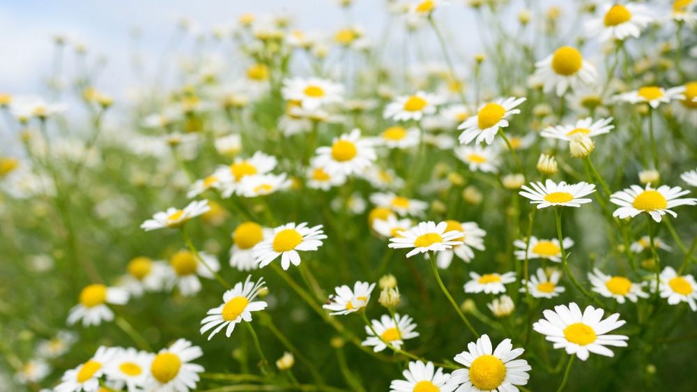 点击大图看下一张：白色雏菊是一种花瓣白色花心是黄色的小花朵