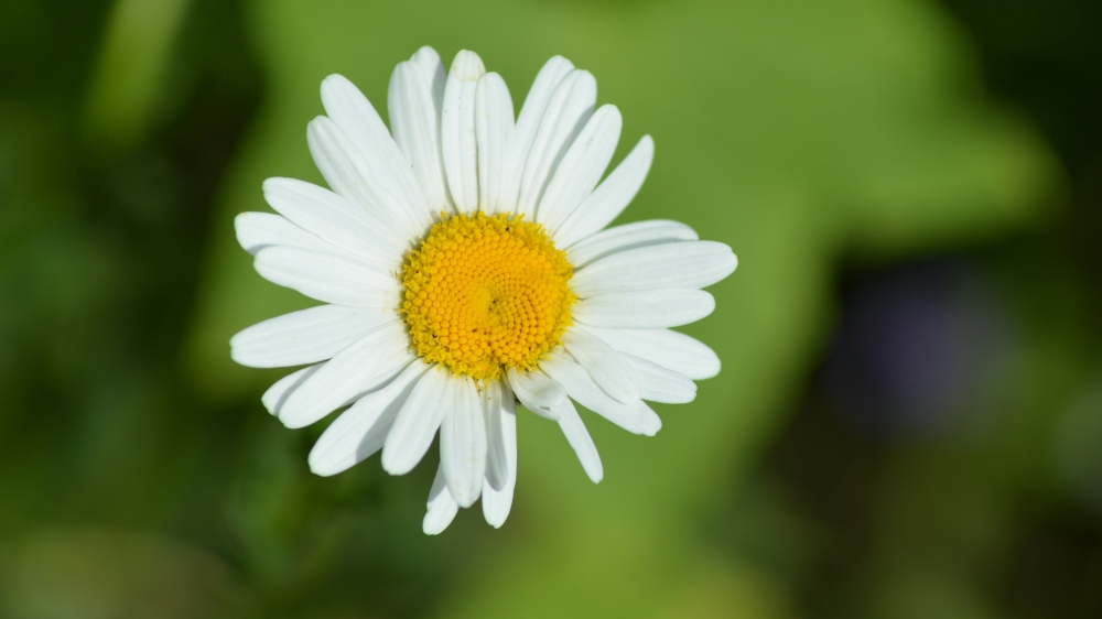 点击大图看下一张：白色雏菊是一种花瓣白色花心是黄色的小花朵