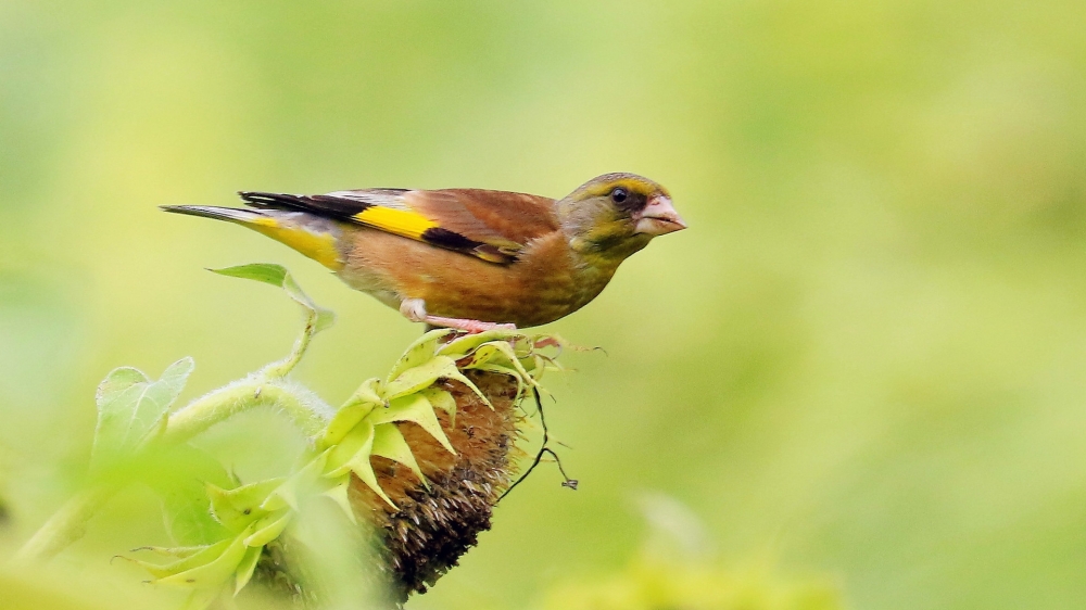 点击大图看下一张：一组小鸟金翅雀吃瓜子的图片欣赏