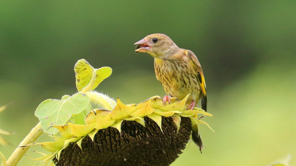 点击大图看下一张：一组小鸟金翅雀吃瓜子的图片欣赏