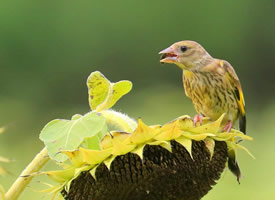 一组小鸟金翅雀吃瓜子的图片欣赏