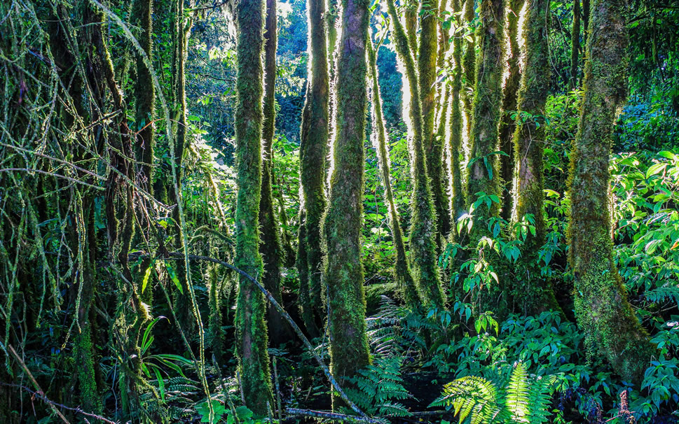 点击大图看下一张：漂亮的热带雨林风光高清桌面壁纸