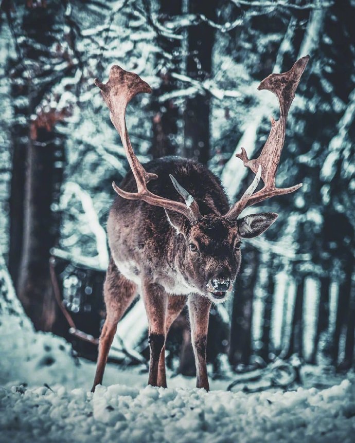 点击大图看下一张：菱角高高的麋鹿在雪中行走的模样