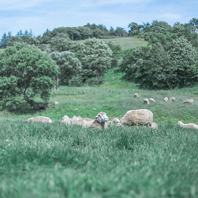 点击大图看下一张：春天里小羊吃青草的图片欣赏