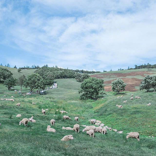点击大图看下一张：春天里小羊吃青草的图片欣赏
