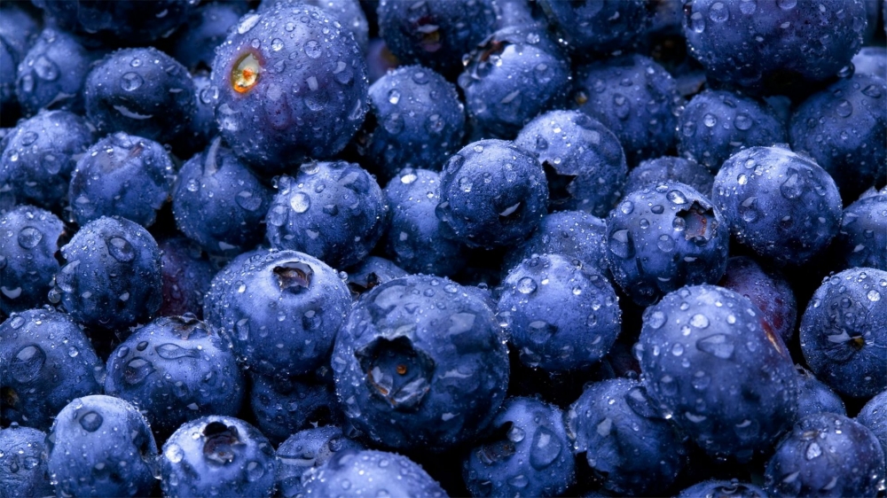 点击大图看下一张：蓝莓像一颗颗蓝宝石 吃在嘴里酸酸甜甜的