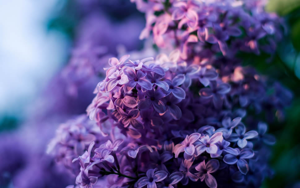 点击大图看下一张：这么多的紫丁香花，一朵有一朵的姿势，看起来像一幅很美的画
