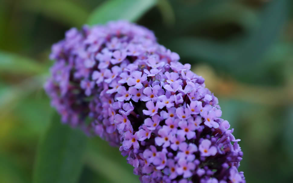点击大图看下一张：这么多的紫丁香花，一朵有一朵的姿势，看起来像一幅很美的画