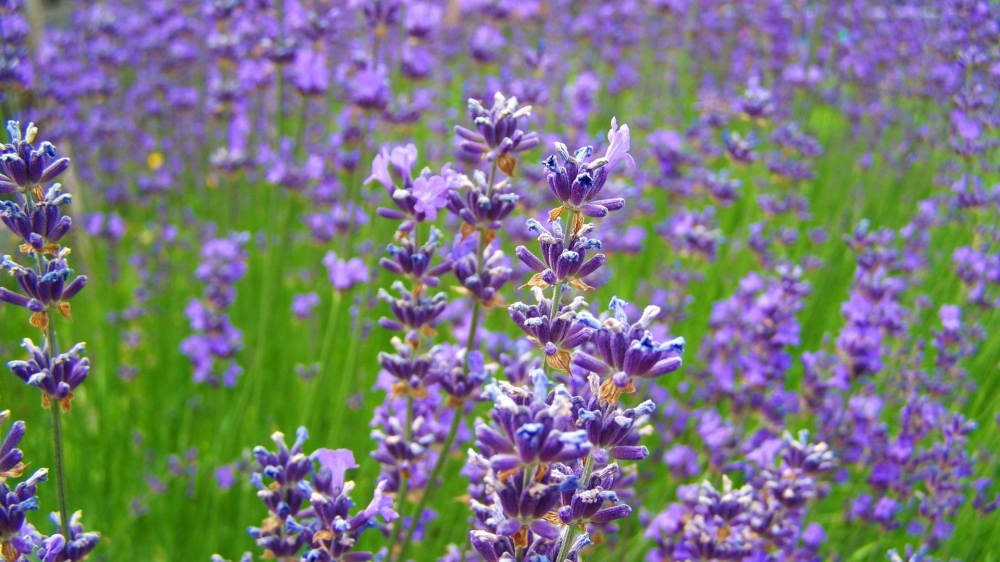 点击大图看下一张：薰衣草外面露着轻盈的翅膀般暖紫花瓣