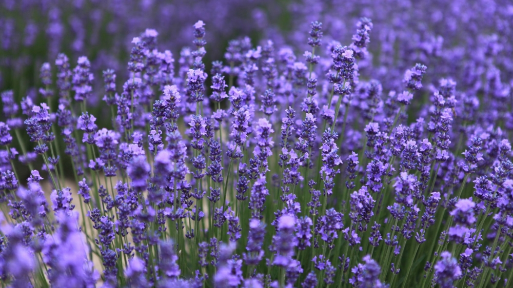 点击大图看下一张：薰衣草外面露着轻盈的翅膀般暖紫花瓣