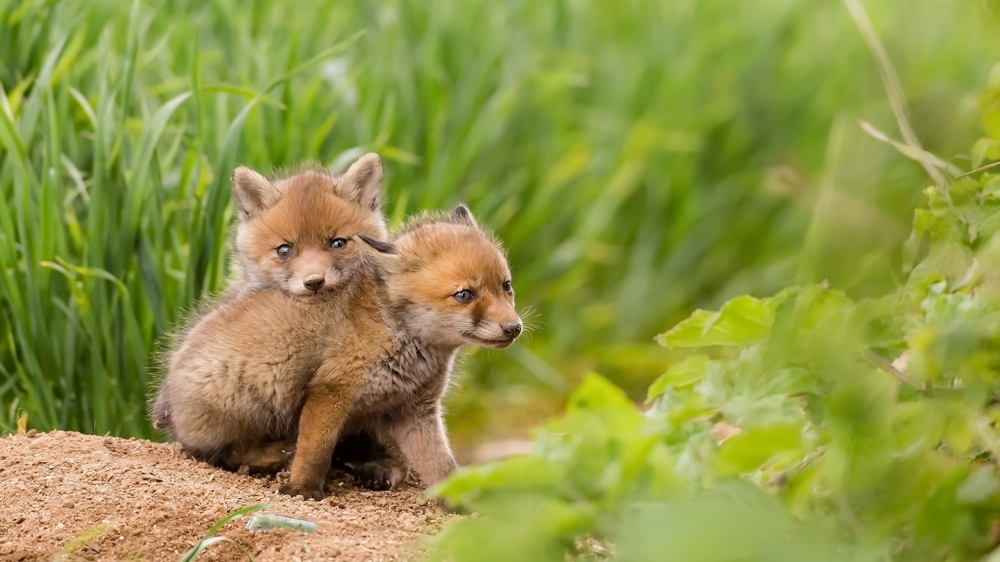 点击大图看下一张：一组超级可爱的狐狸幼崽图片欣赏