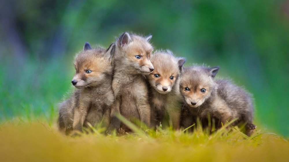 点击大图看下一张：一组超级可爱的狐狸幼崽图片欣赏