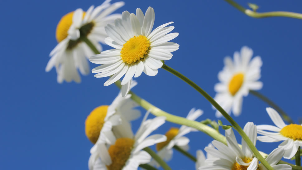 点击大图看下一张：一组清新唯美代表着纯洁大方的白色雏菊图片