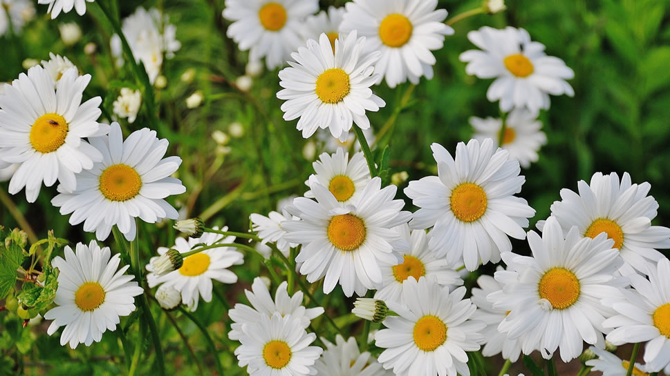 点击大图看下一张：一组清新唯美代表着纯洁大方的白色雏菊图片